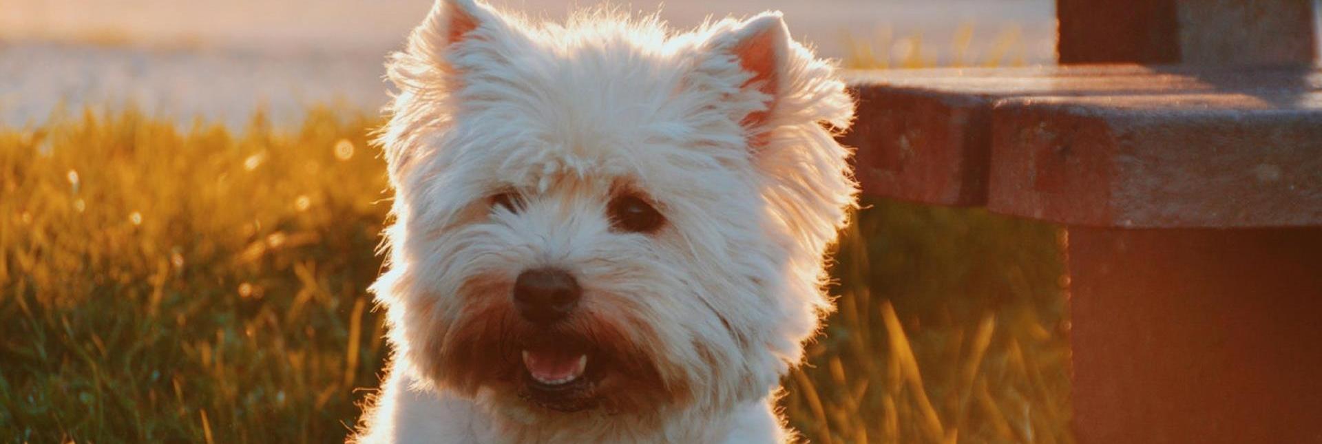Ein weißer Hund sitzt im Sonnenlicht auf der Wiese neben einer Bank und blickt freundlich zur Kamera.