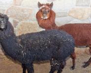 story-hoferhof-lanavoellan-02