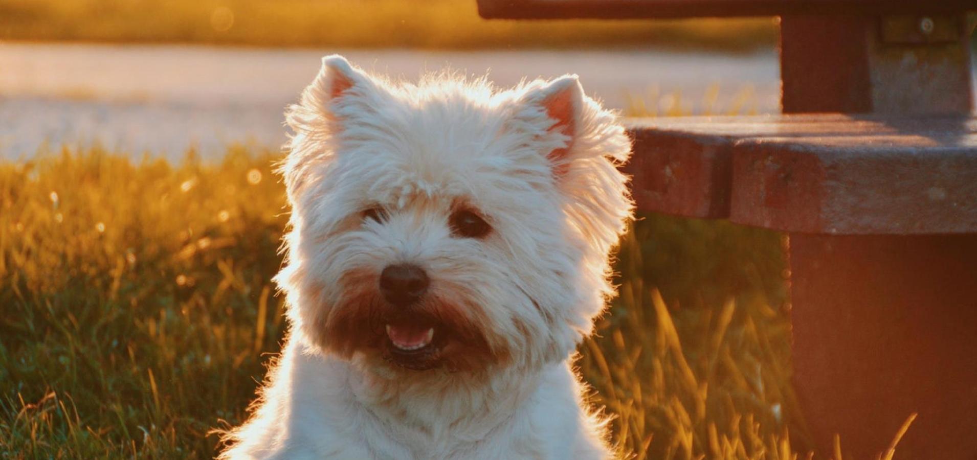 Ein weißer Hund sitzt im Sonnenlicht auf der Wiese neben einer Bank und blickt freundlich zur Kamera.