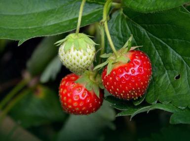 erdbeeren