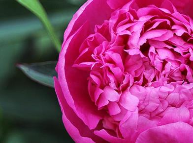 Close-up of a bright pink peony