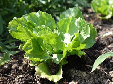 Frischer grüner Salat wächst im Gemüsegarten auf fruchtbarem Boden.