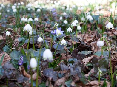 A spring forest with many blooming spring snowflakes (Leucojum vernum) among dry leaves and ivy on the forest floor.