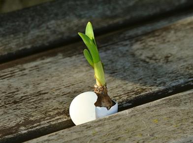 The bulb of a flower