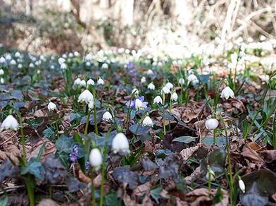 A spring forest with many blooming spring snowflakes (Leucojum vernum) among dry leaves and ivy on the forest floor.