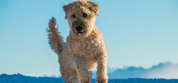 Pets Dolomites