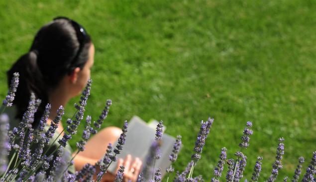 Eine Frau sitzt in einer blühenden Blumenwiese und liest