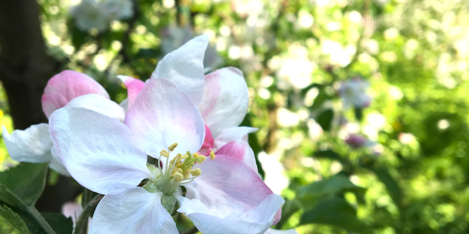 White apple blossoms