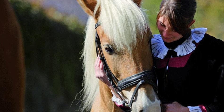 haflinger