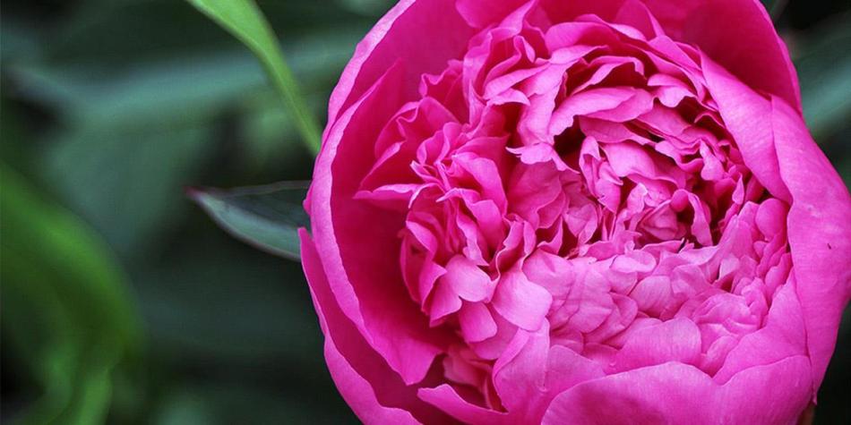 Primo piano di una peonia di colore rosa acceso