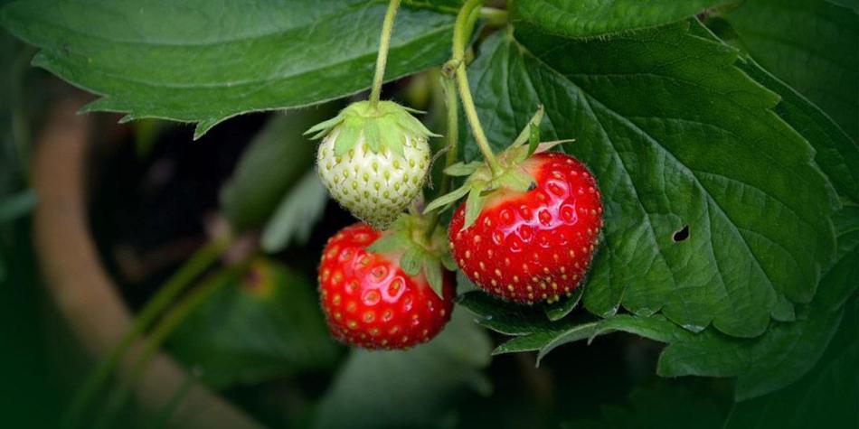 erdbeeren