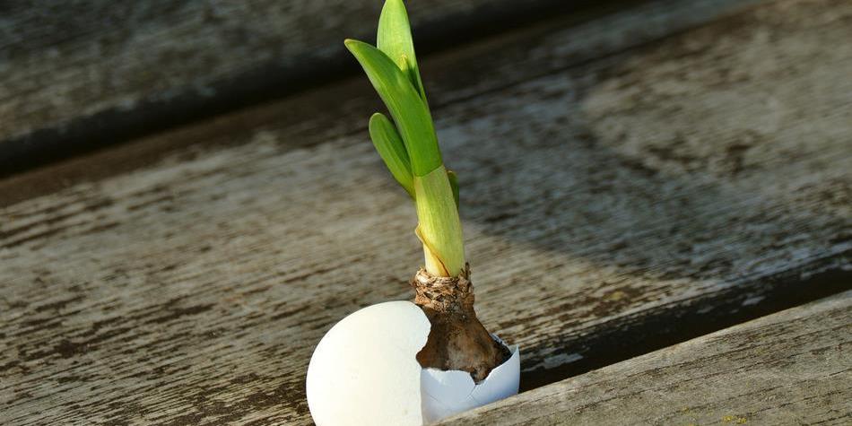 The bulb of a flower