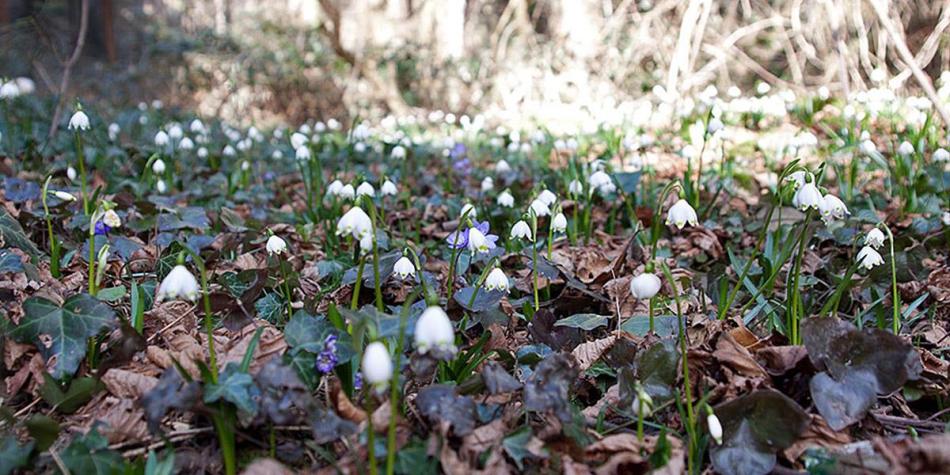 fruehlingsblueher