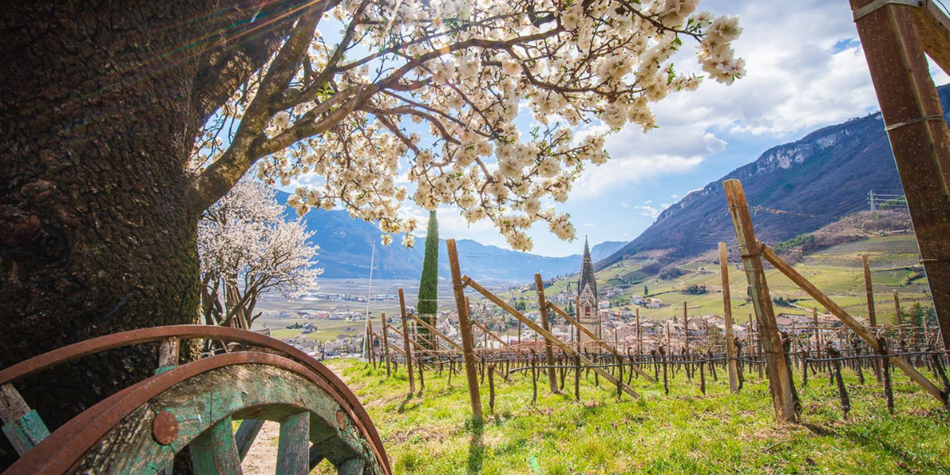 og-weinwanderwege-suedtirols-sueden