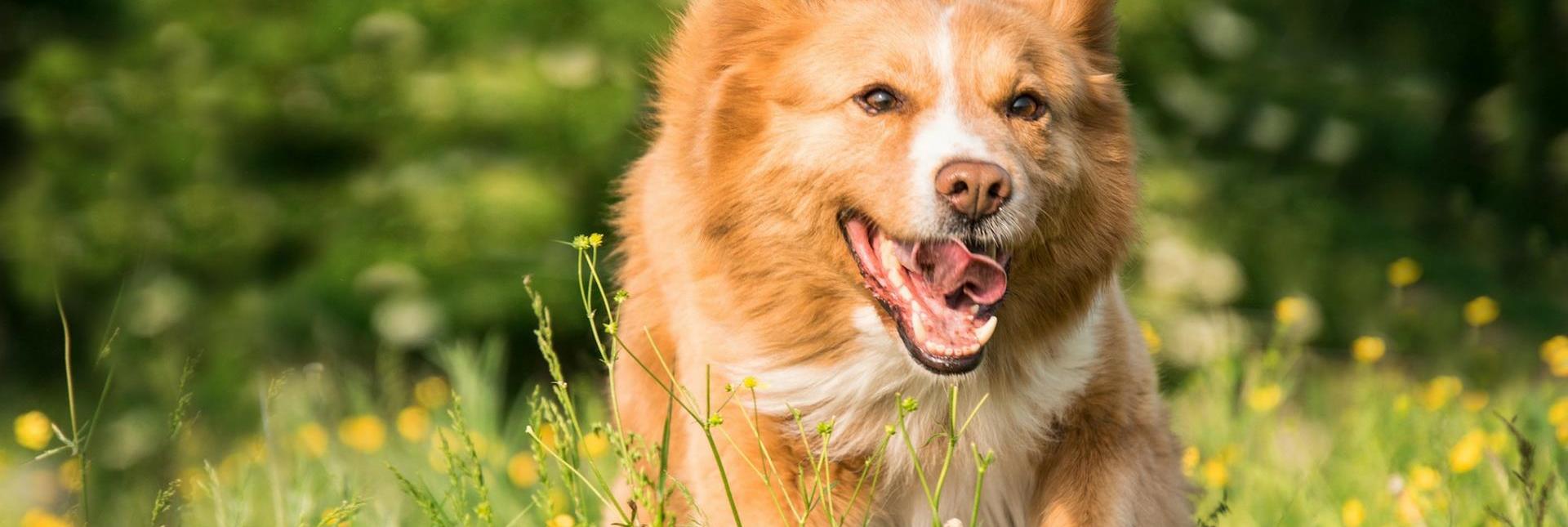 Ein Hund in einer blühenden Wiese