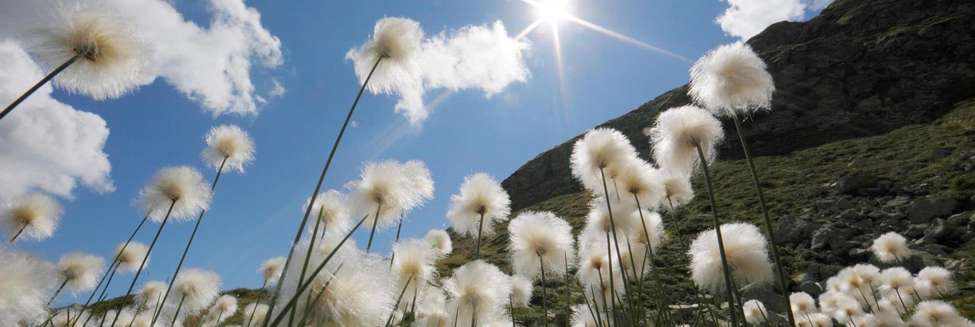 Pusteblumen unter blauem Himmel